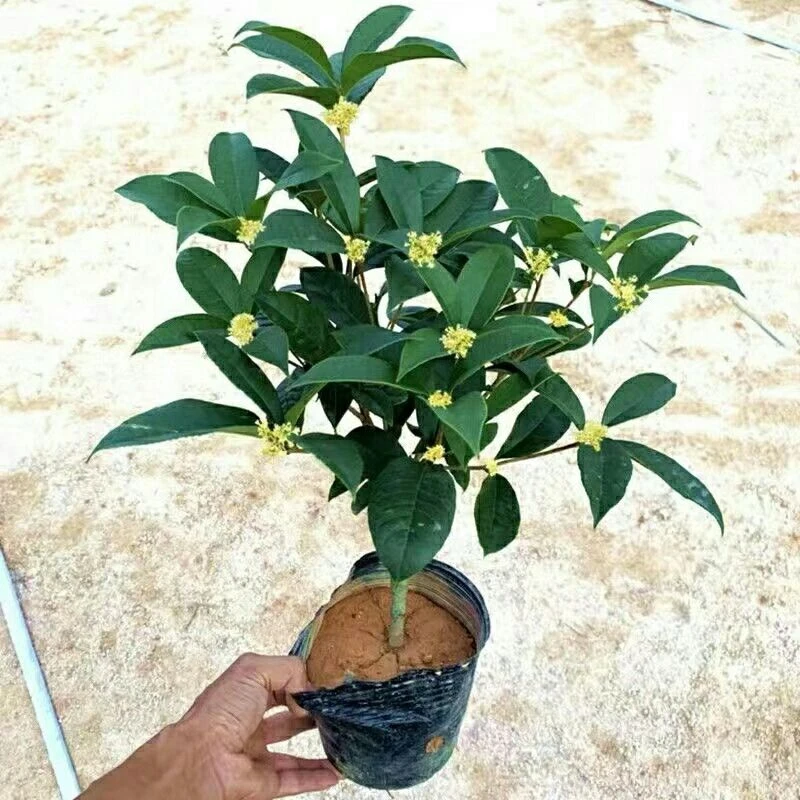 四季桂花盆栽树苗浓香型耐寒耐热好养长青盆景花卉绿植