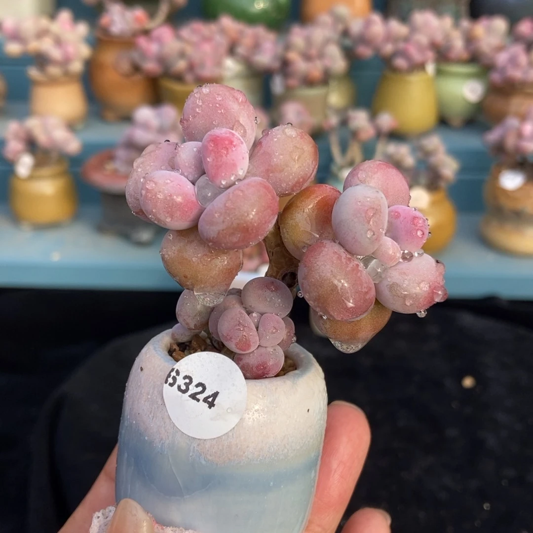 6324糖果腰子蛋带盆土