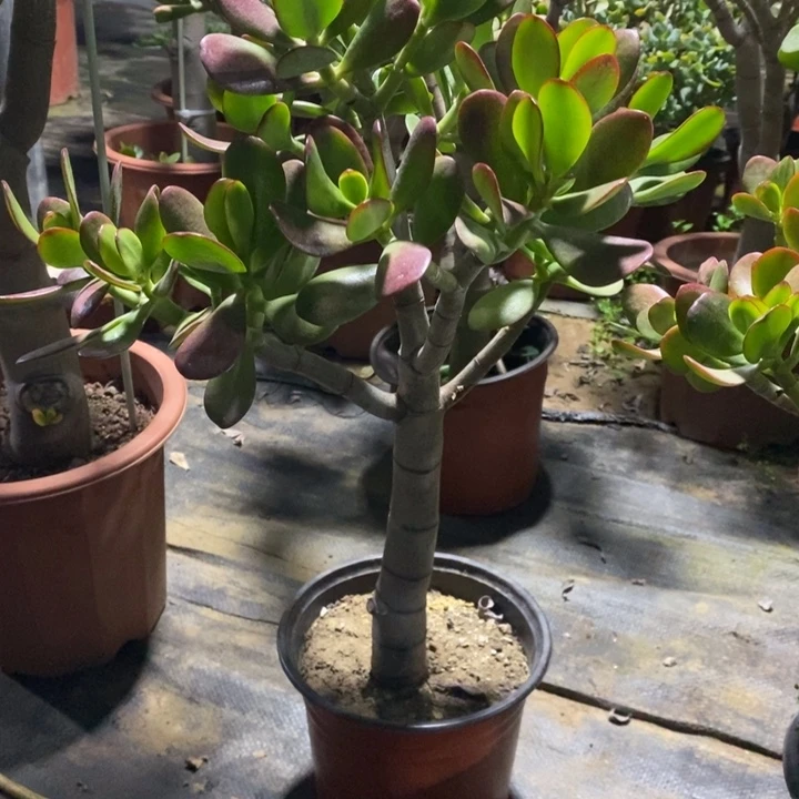 红叶玉树一物一拍