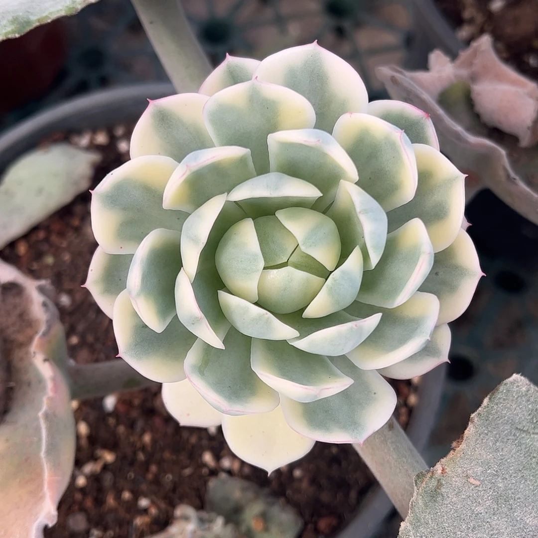 粉水晶锦 婕宝一物一拍
