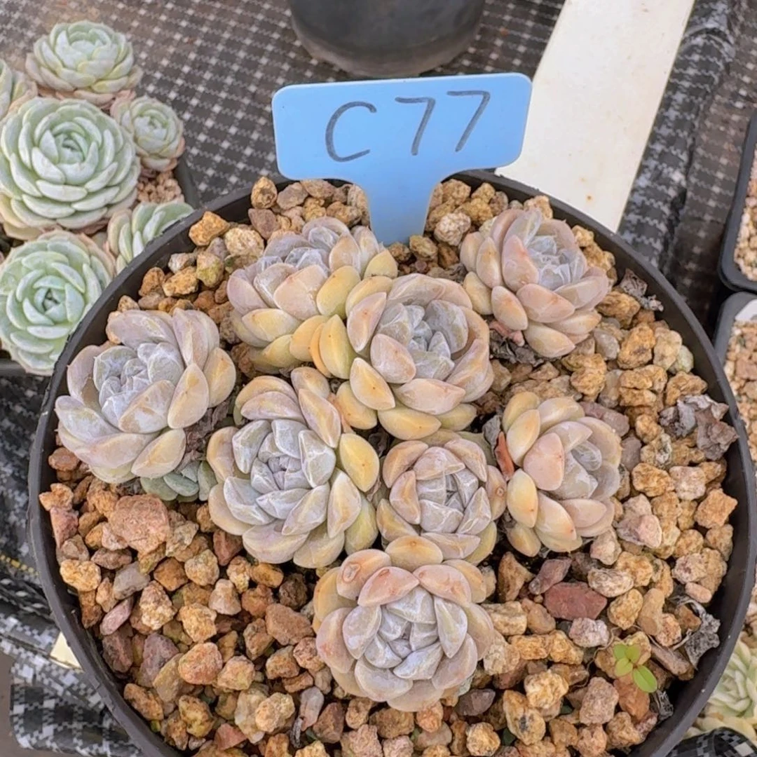 多肉植物的生长发育和生长