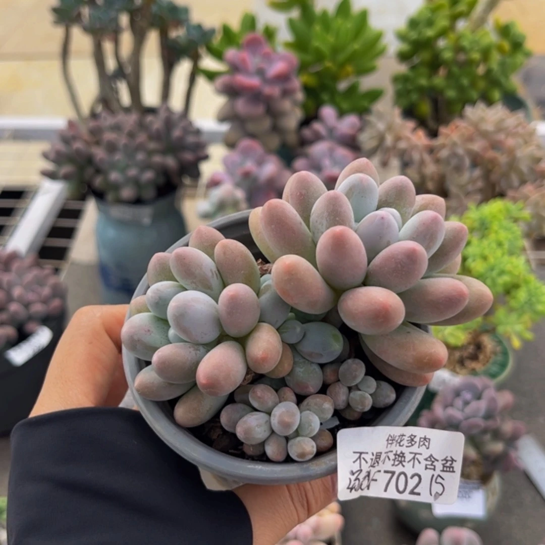 602-汤圆奶酪多肉7cm