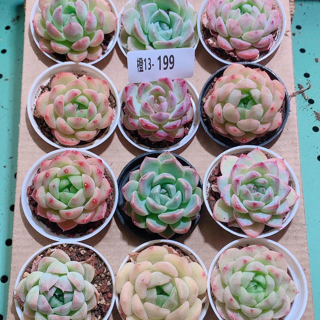 13-199一物一拍带盆18颗