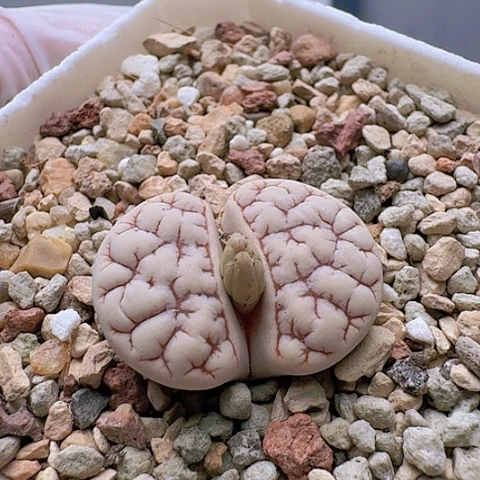 2106，261荒玉母本脑纹带盆发货