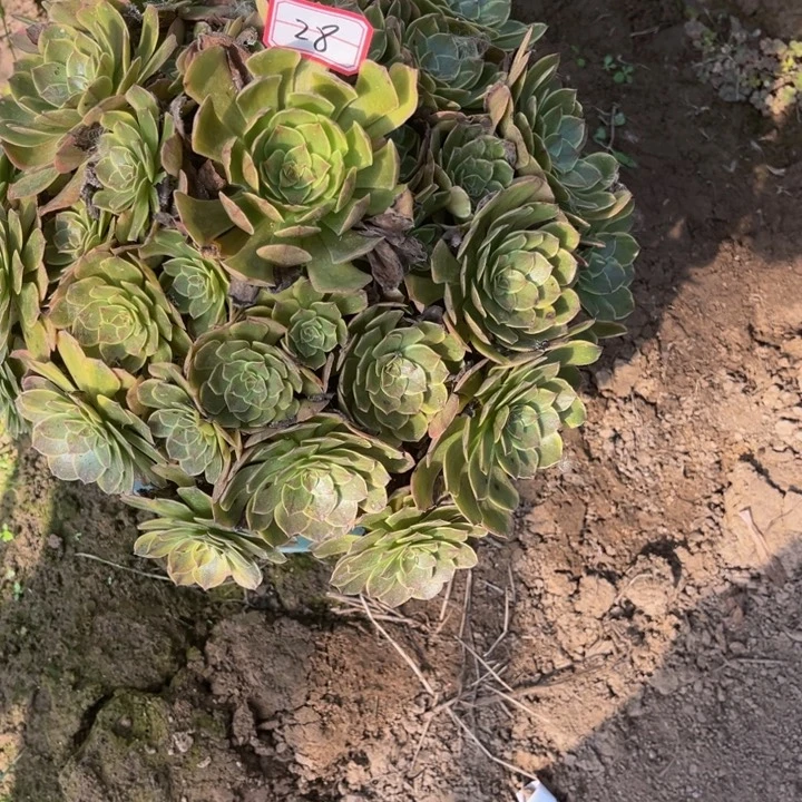 利***萍28半夏多肉植物法师