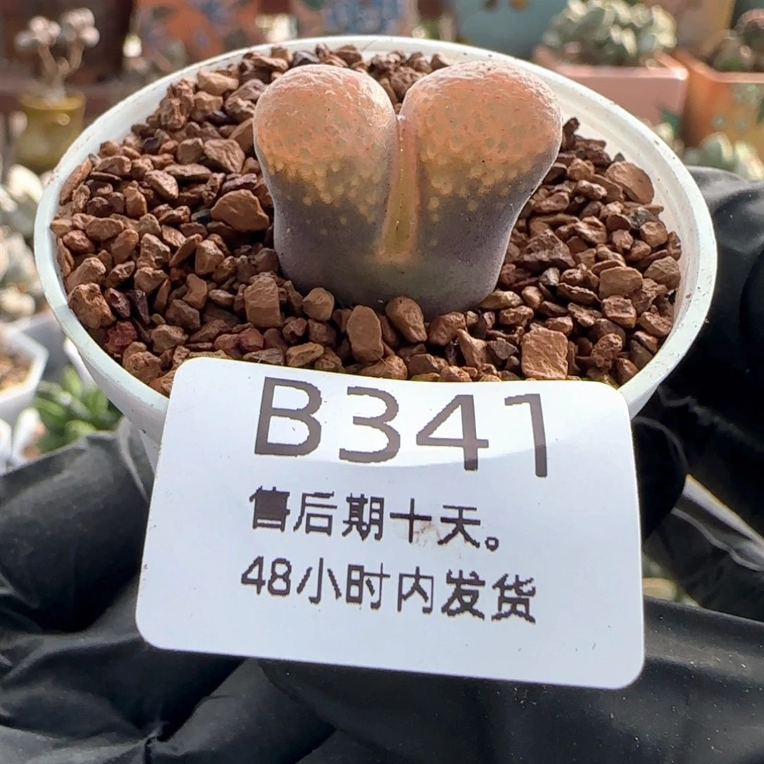 E***O福利。    341。