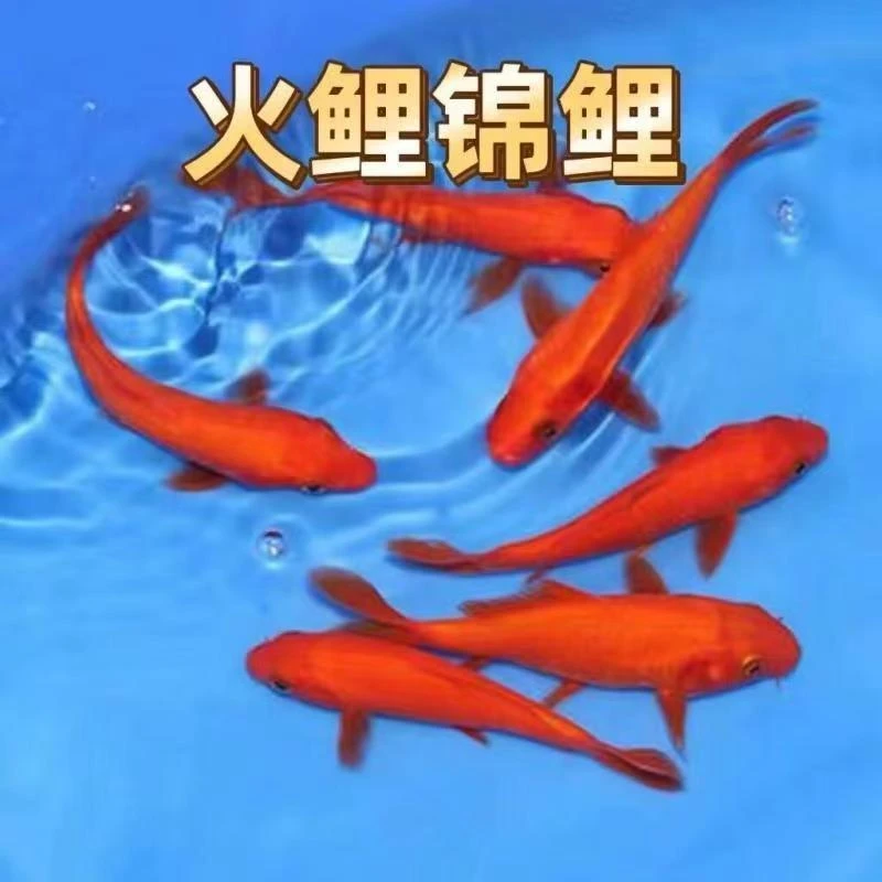 闪鳞火鲤观赏鱼红锦鲤火麒麟精品闪光好养耐活冷水鱼批发