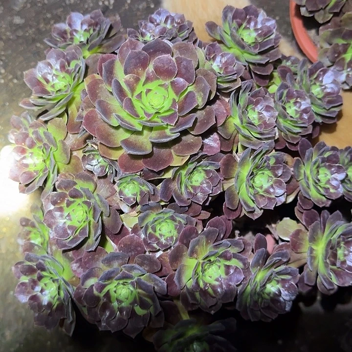 精品黑魔老桩1号棚，路上