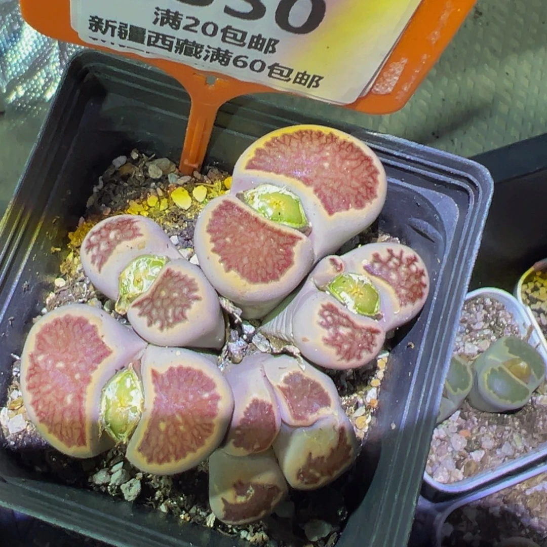 330 一物一拍，默认有伤，介意勿拍，不退不换