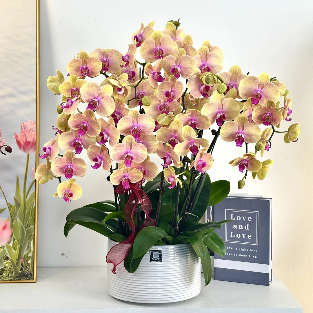 妗画【步步高升】组盆室内蝴蝶兰花盆栽开花株 四季好养护绿植叶片