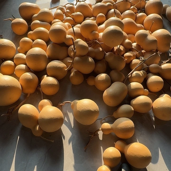 虎***卷舞蹈等多种艺术元素融合