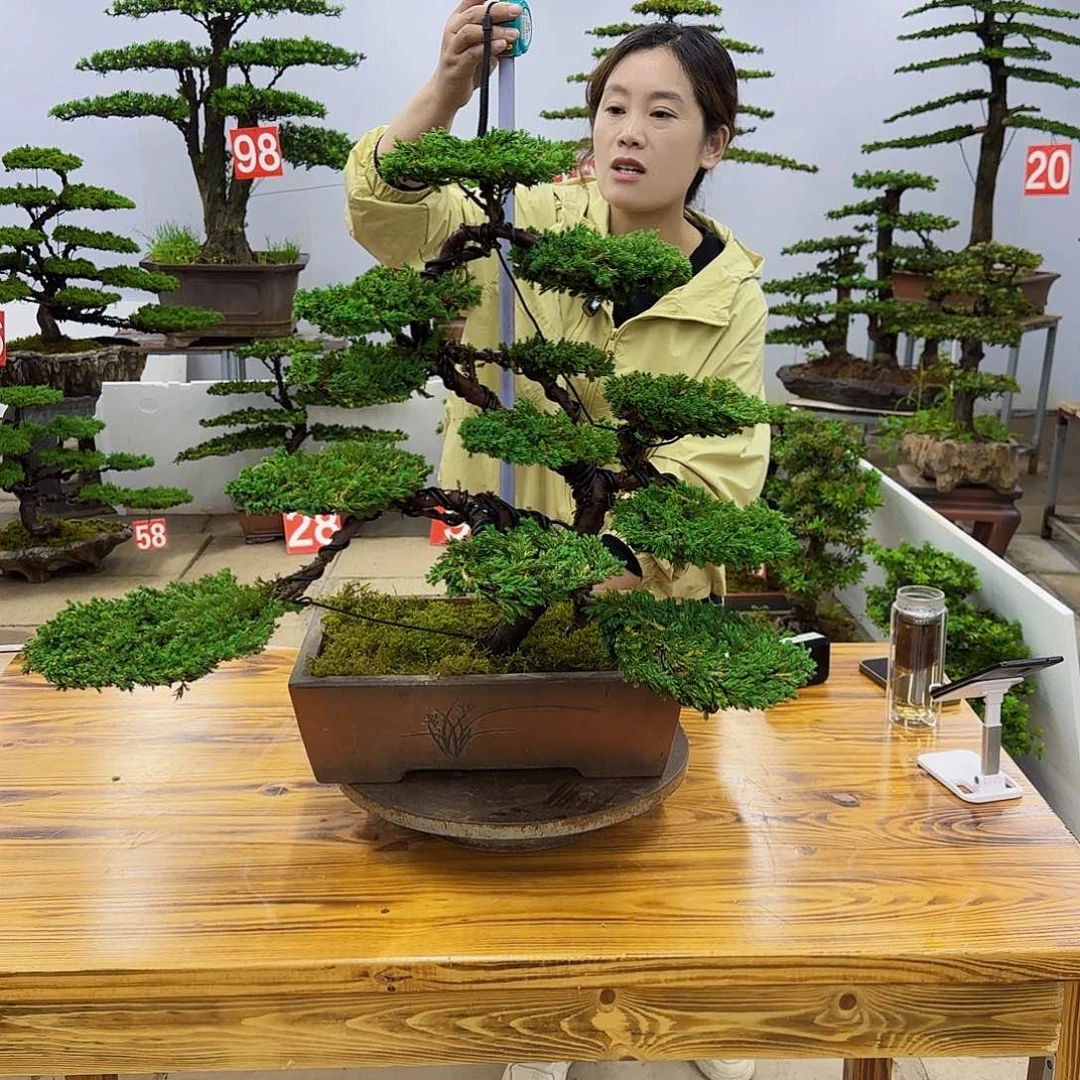 无花朵盆景直播间一物一拍