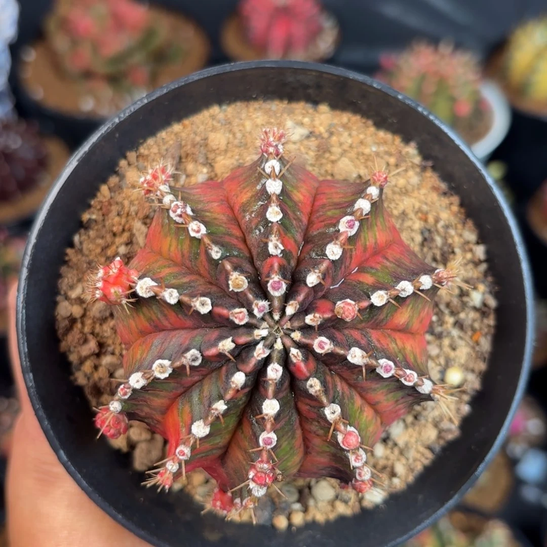 泰系米哈仙人球母本101