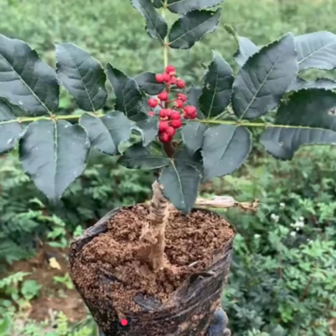 营养杯无刺花椒苗 正宗嫁接无刺花椒苗