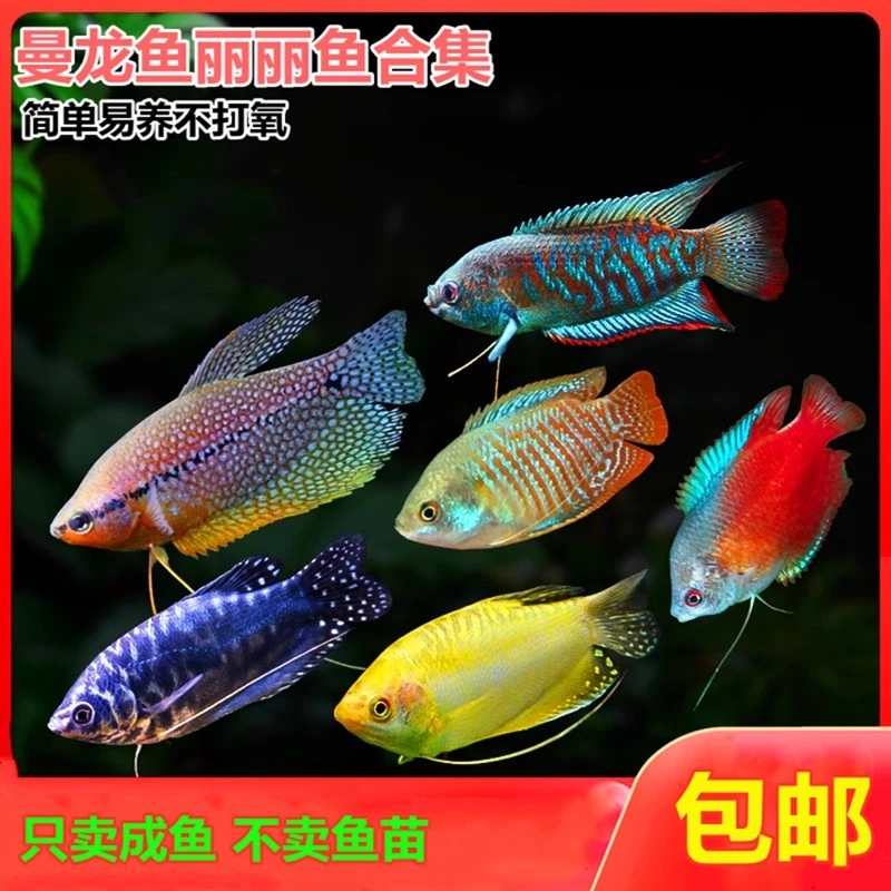 黄蓝曼龙招财丽丽五彩丽丽新手热带鱼观赏鱼打氧淡水好彩虹养鱼