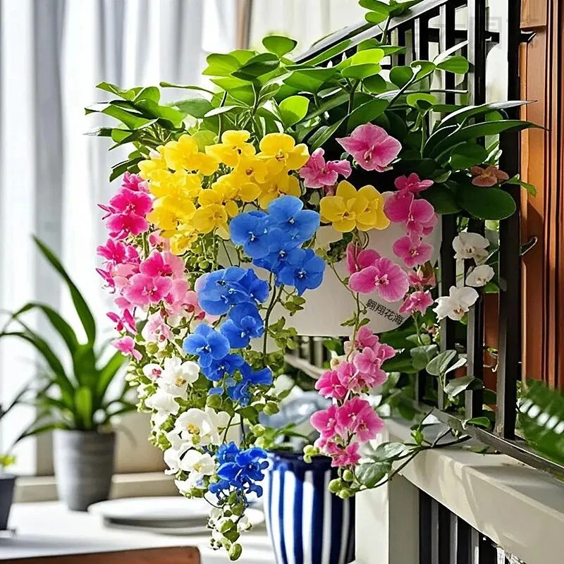 垂丝花石斛兰浓香型花卉绿植耐寒植物家庭室内外盆栽四季开花好养