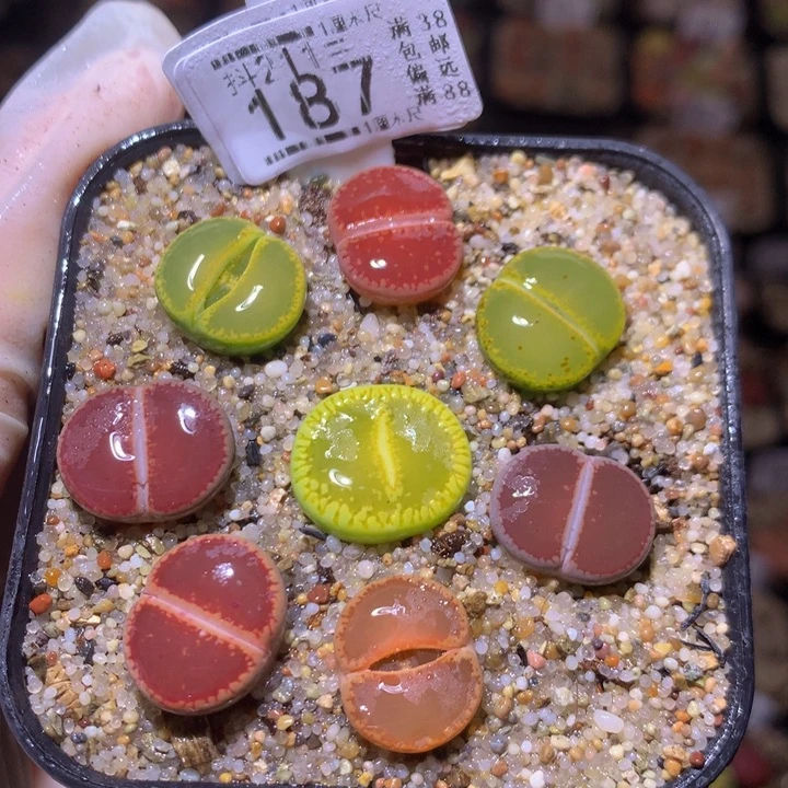 生石花多肉211.187