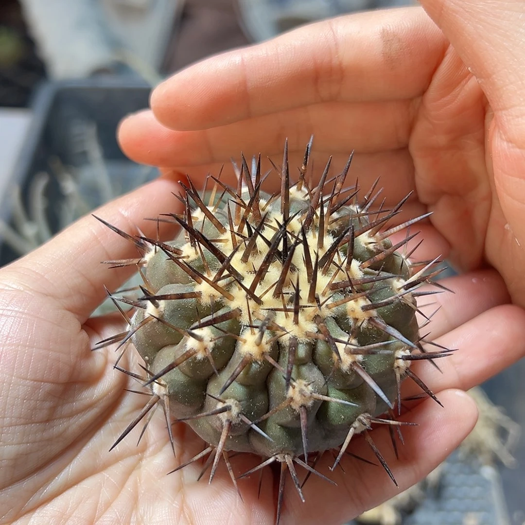 黑王无根6公分1颗