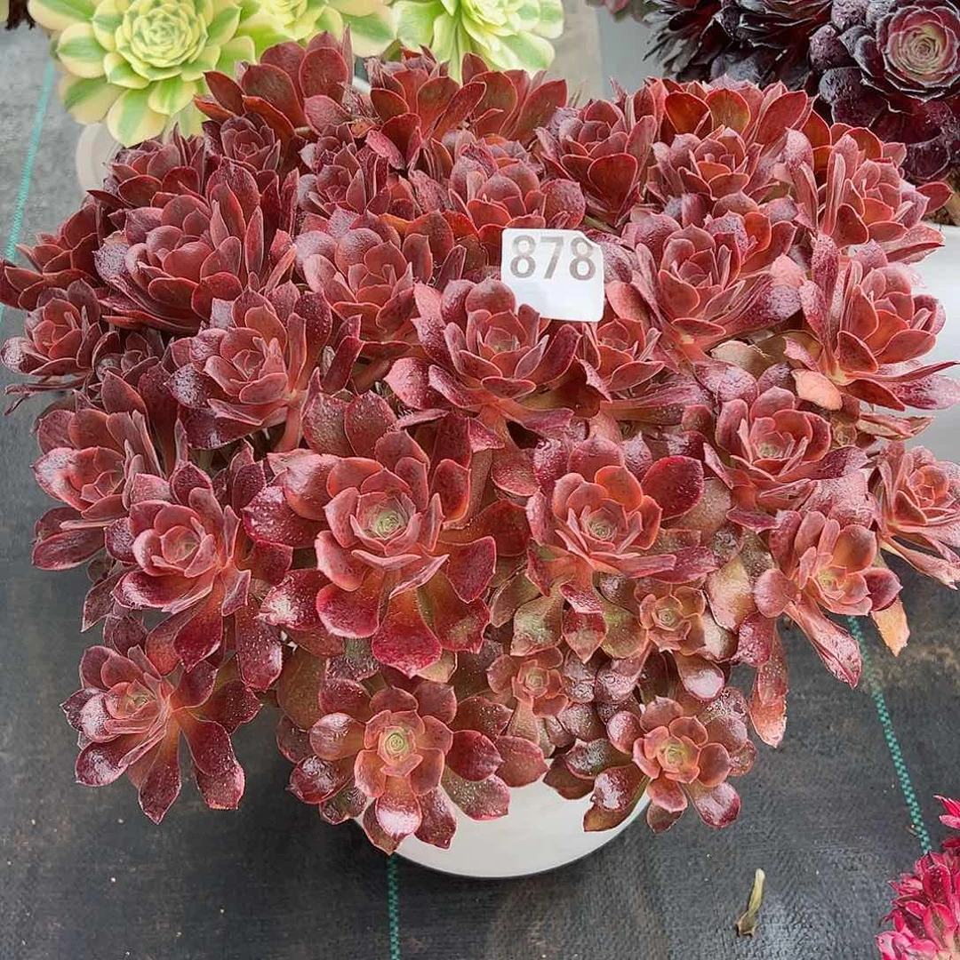 878恶魔之恶法师多肉