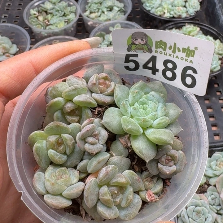 多肉植物多肉植物
