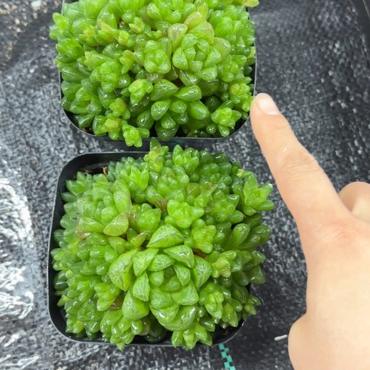 群生草水晶玉露多肉植物