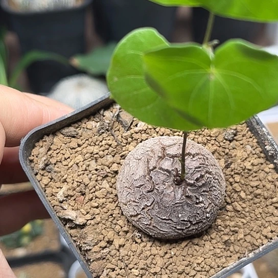 无花朵荔枝皮南非龟甲龙，微瑕3.2cm