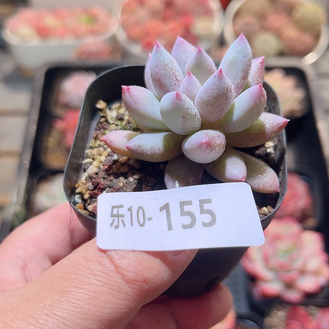 乐10-155 奶瓶单头