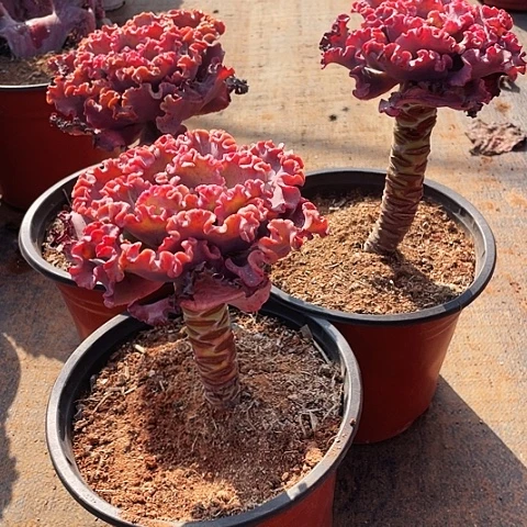 叶*100号包菜系列3棵