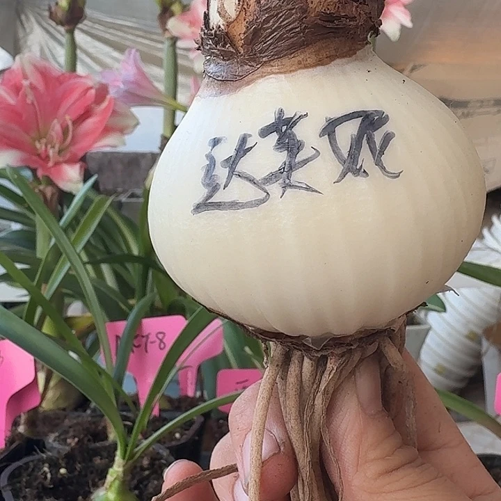 无花朵达芙妮朱顶红直径7进口球