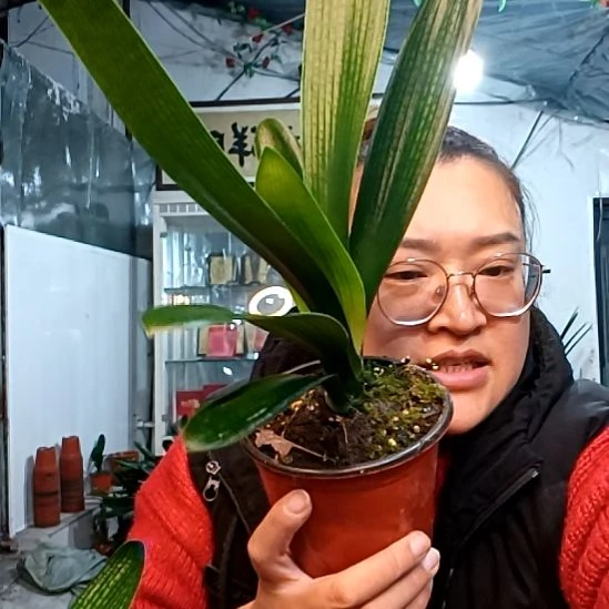 素***风素手一盆39元异花