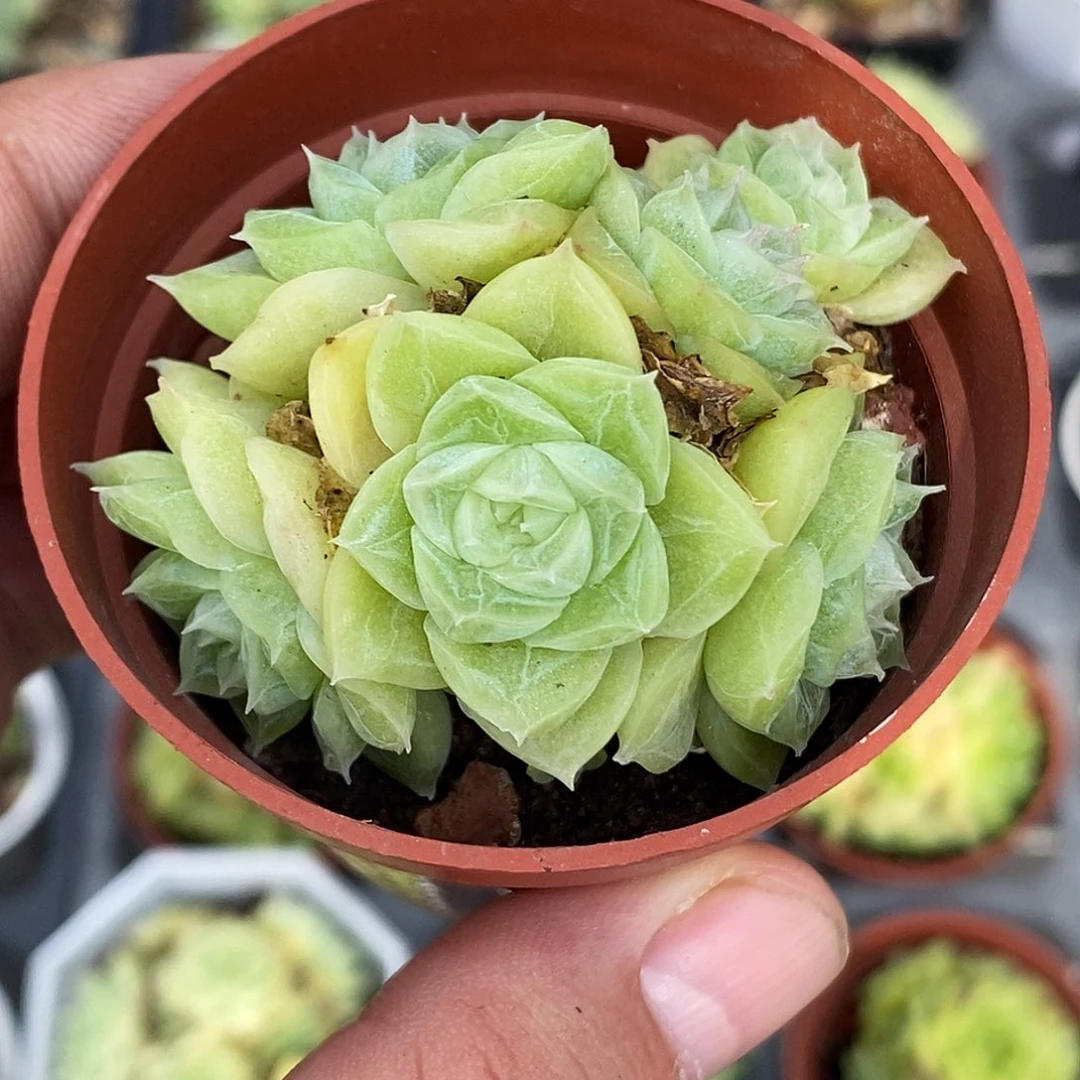 麦秆30包邮非偏远