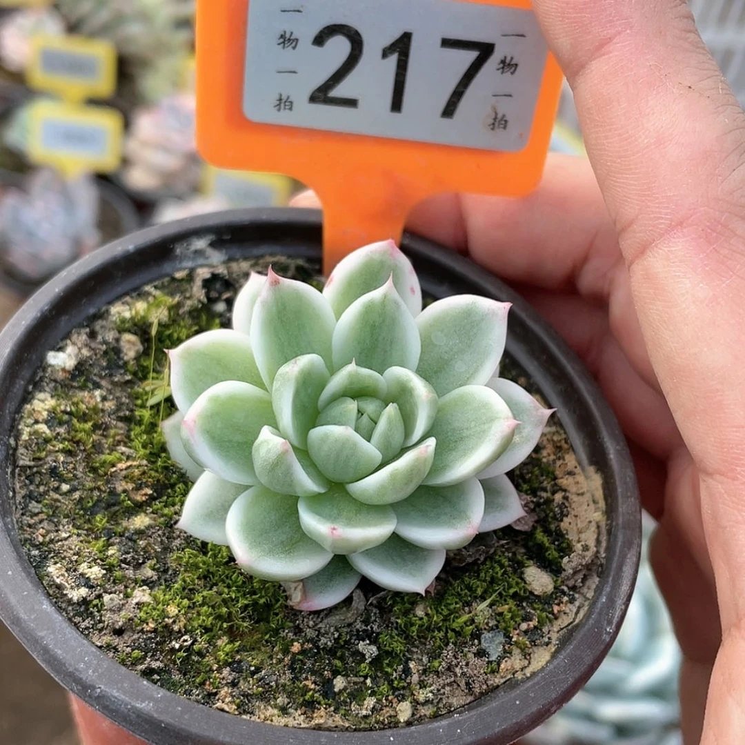 【闪购商品】217号