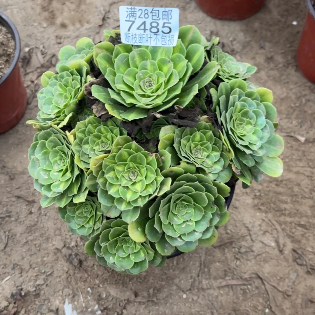 M. 7485粉锤琉璃多肉，？ad