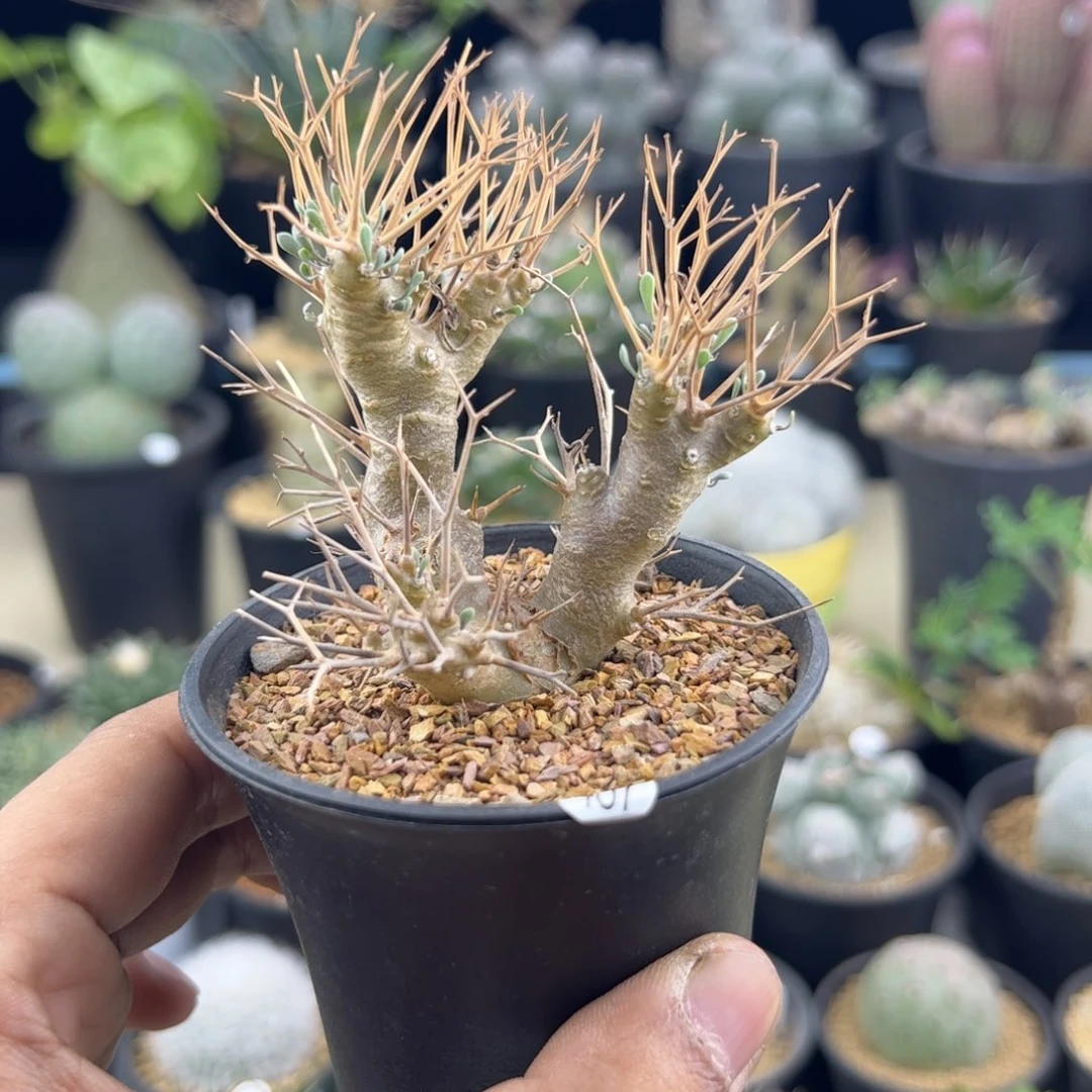 黑鬼殿厚敦菊一物一拍