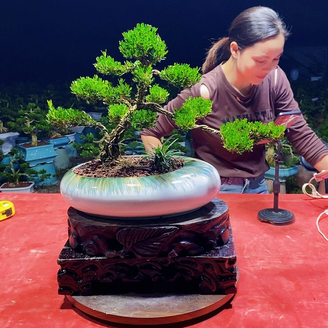 当前无花朵，栽培后可花朵