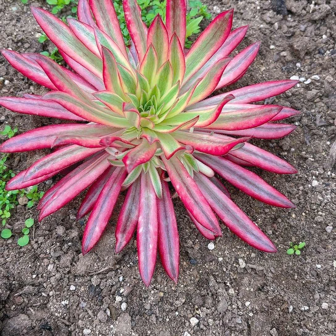 朱雀多肉植物带崽