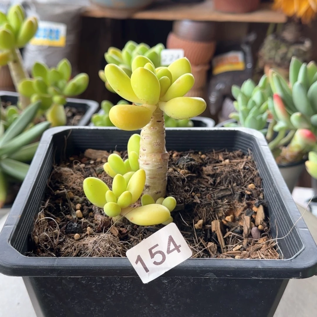 芒果奶特价款 一物一拍 154