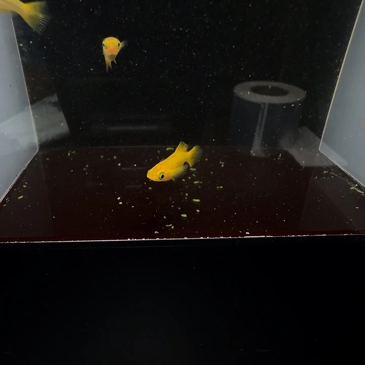 青鳉鱼023乙姬5条