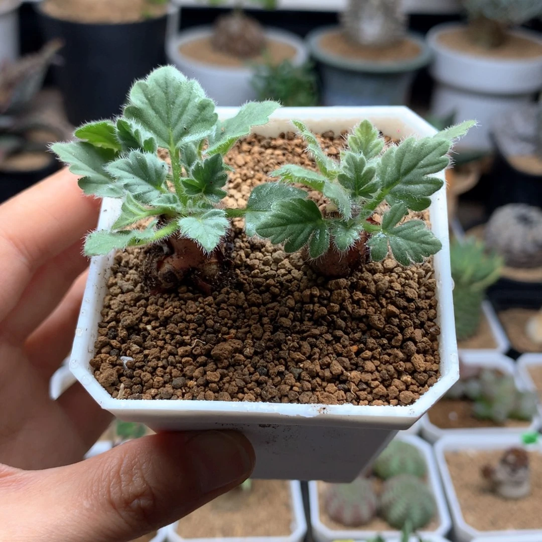 文纳森杨葵多肉带盆