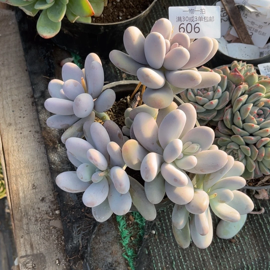 606原始奶多肉植物……