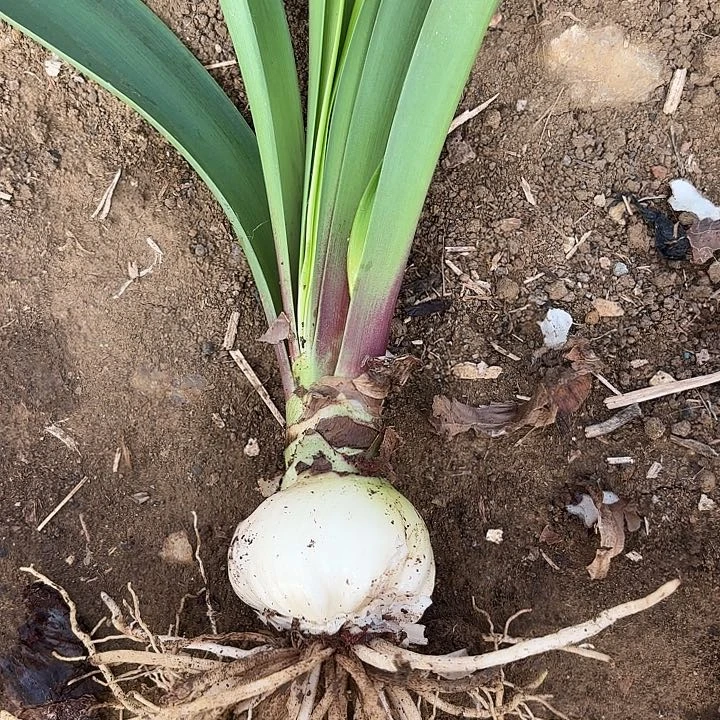 无花朵笑***！一颗双龙一颗花漾包对版