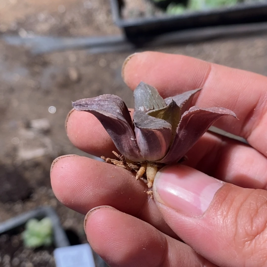 Z***z789 一颗福利。