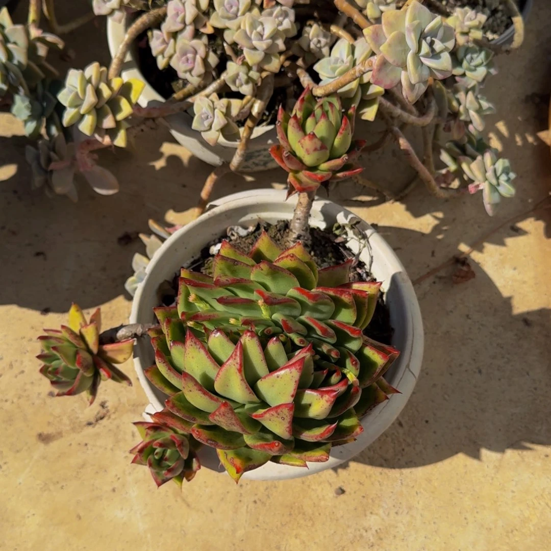 炸****登乌木缀老登寄养多肉