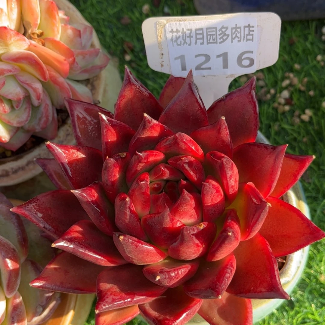 多肉植物1216 满30包邮