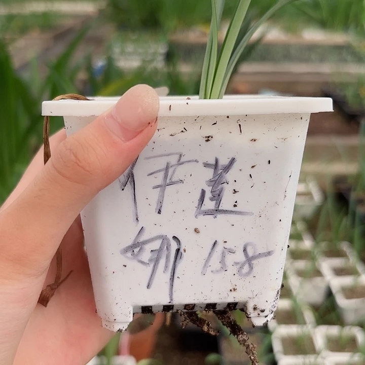 无花朵伊莲娜带盆带土