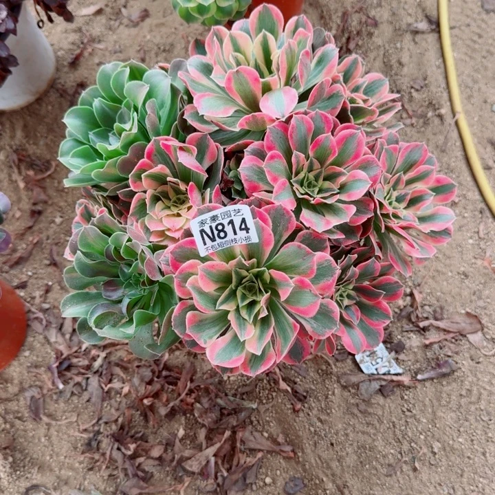 814粉女妖官服26左右2