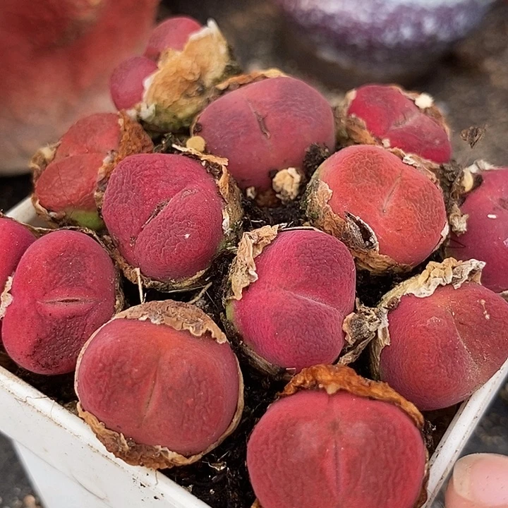 13521吕氏杂红宝石一颗