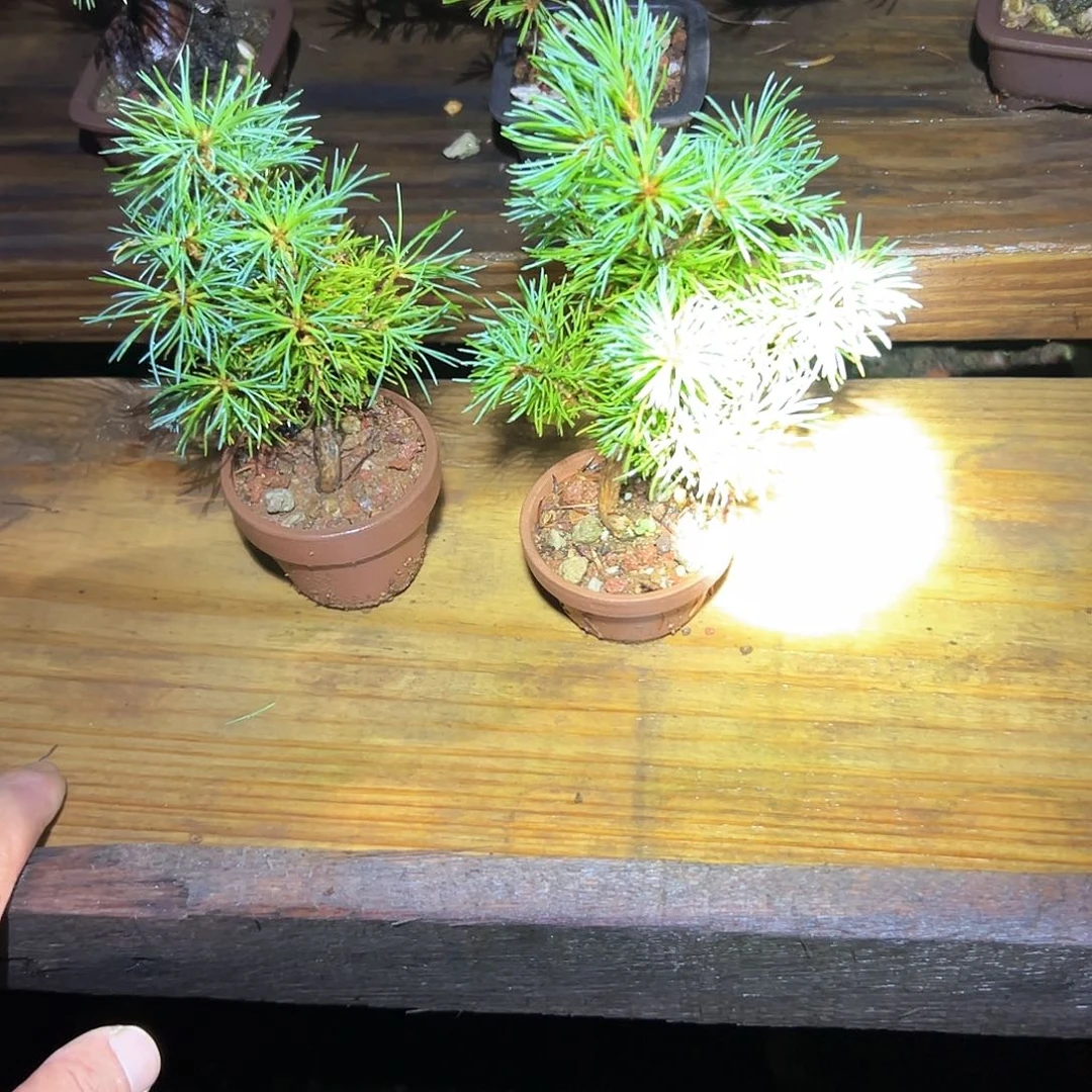 完全开放郭****）松树健健康康了