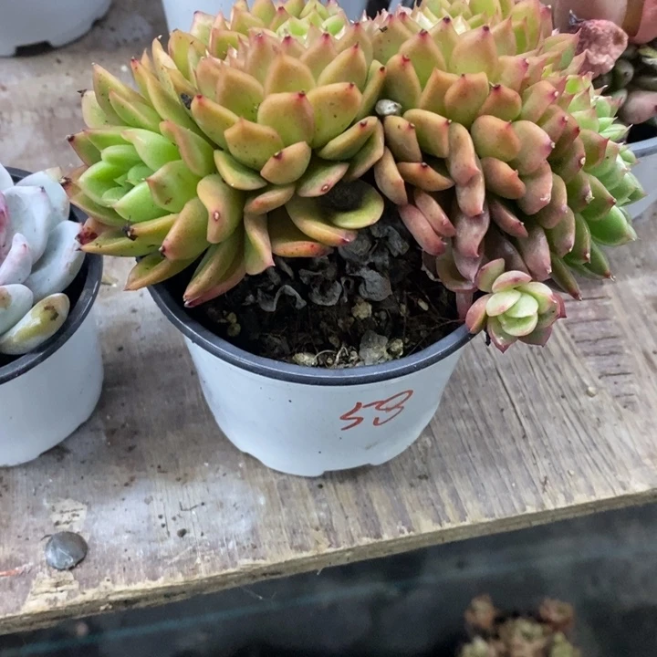 茼*一物一拍杂交缀多肉58