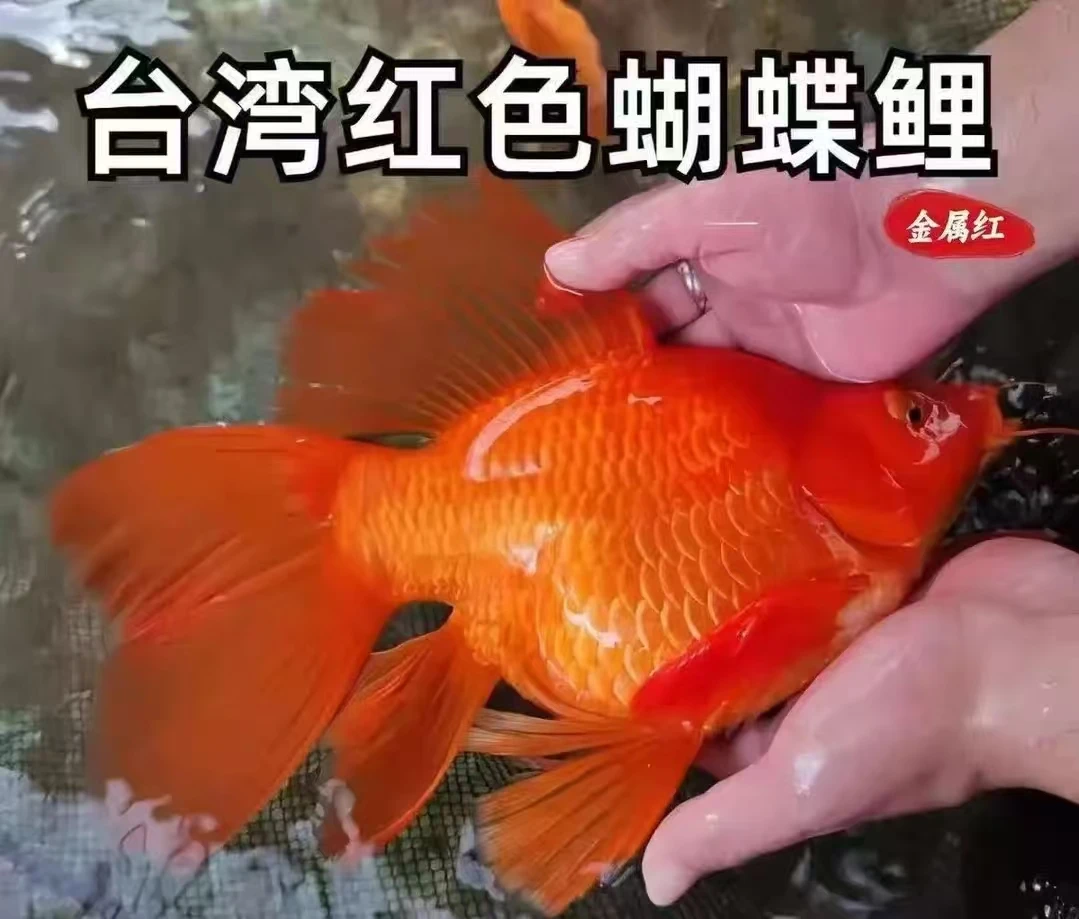 台系蝴蝶鲤火红颜色大尾巴好养易活